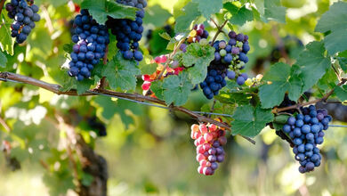 FRUCHT