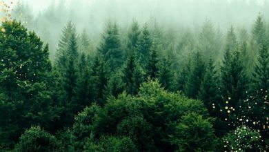 HIS NAME - RISE & SHINE 2020